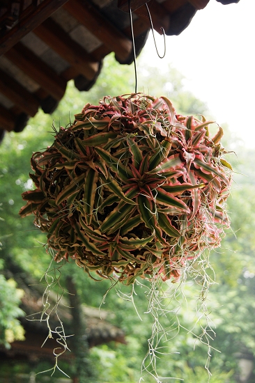形似莲座,叶色绚丽,可拼盘可悬吊,姬凤梨就是这样美好!