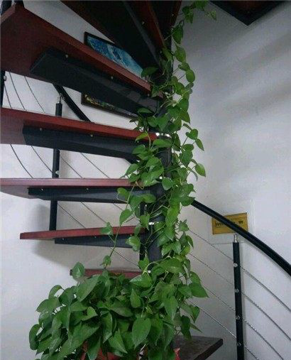 夏季想要绿萝成为爬墙高手2个步骤做出好肥料蹭蹭长