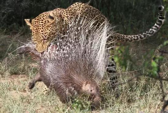 獅子老虎很牛嗎看見這種小動物還不是束手無策