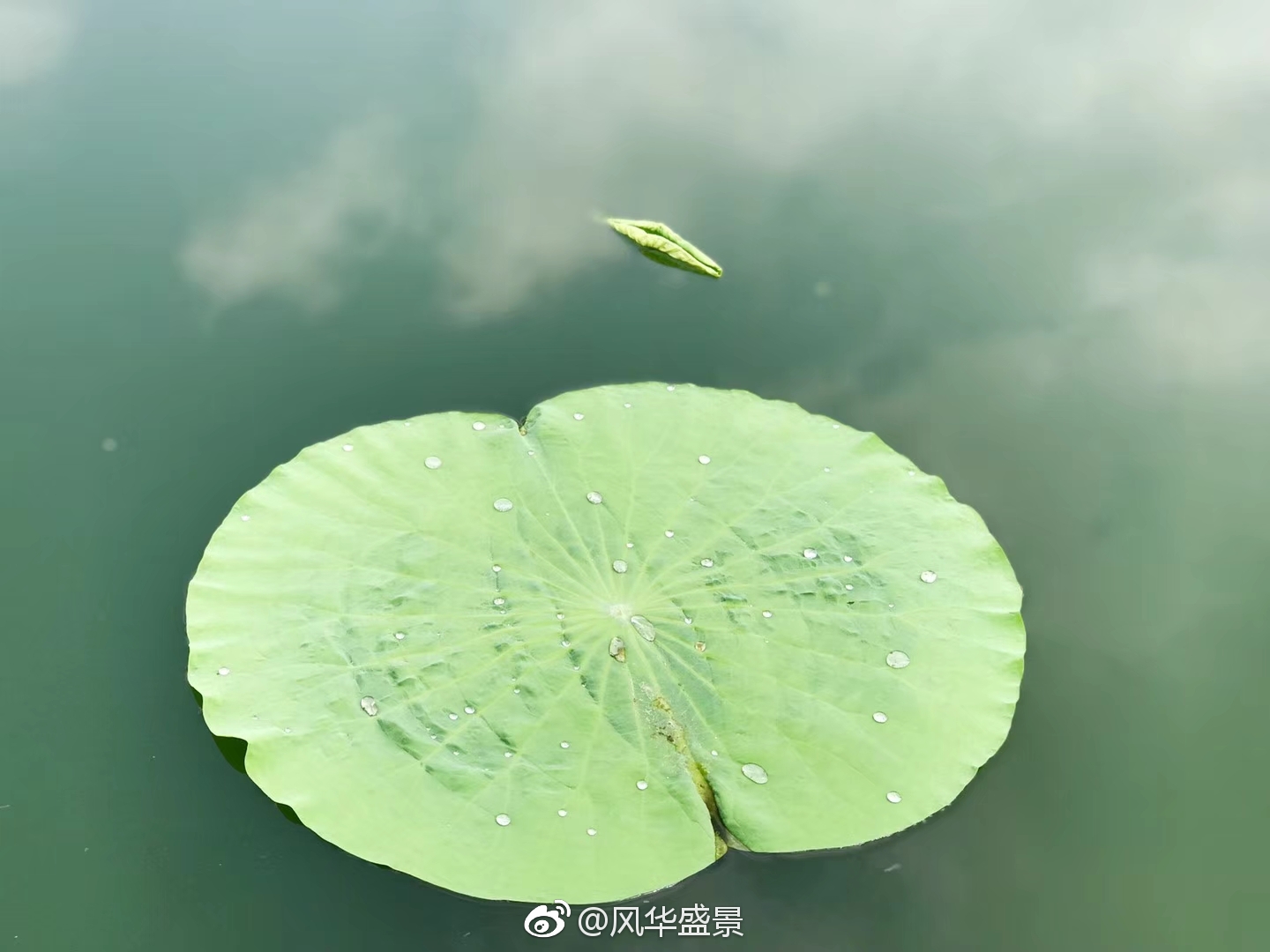 江南可采莲，莲叶何田田