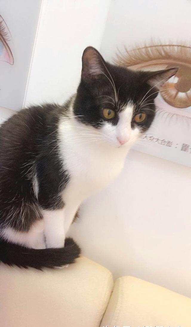 据说奶牛猫性格都高冷,看了这位主子的眼神,我信了