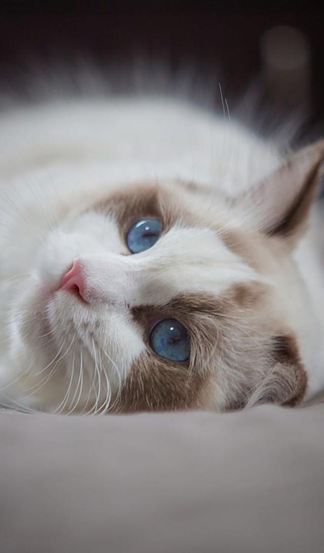 猫星人:猫的眼睛有多魅惑,每一张都是手机背景图!