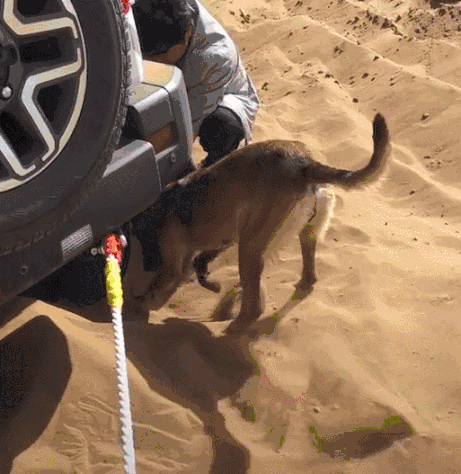 主人车子陷入流沙,狗狗疯狂刨土救车!主人:晚上回去就加鸡腿!