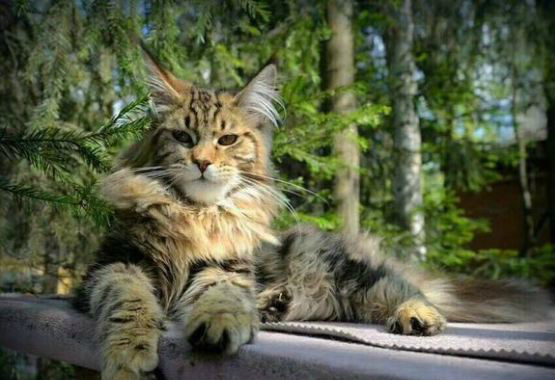 当猫咪威武霸气起来也真没铲屎官什么事儿