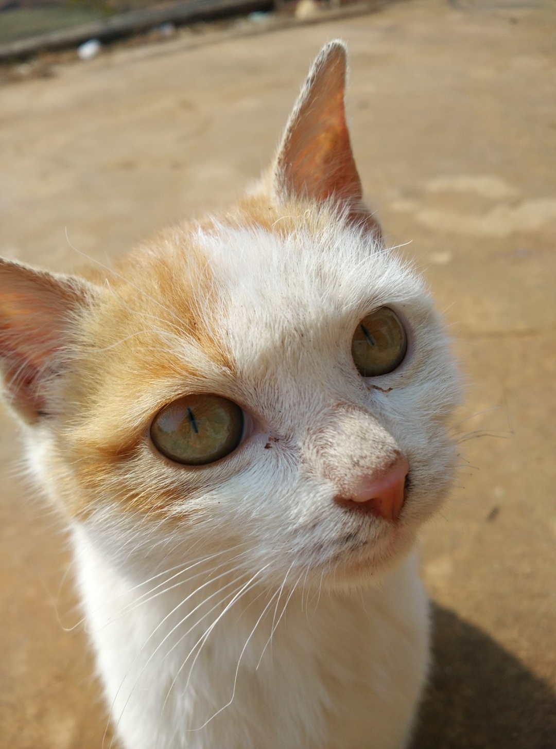 猫和狗的共同祖先是一种很久以前就灭绝了的动物——古猫兽