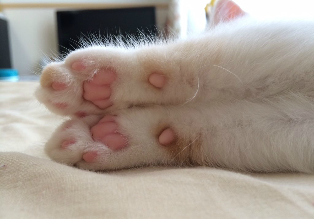 女孩每次看到猫咪粉嫩嫩的小肉垫时就出现一个奇怪的想法