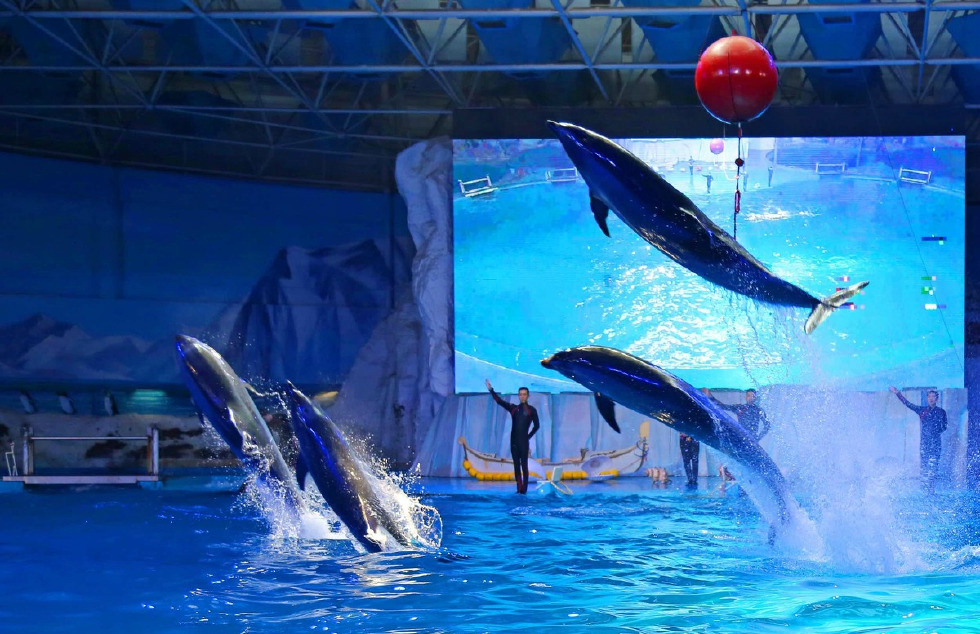 成都海洋馆海豚表演图片