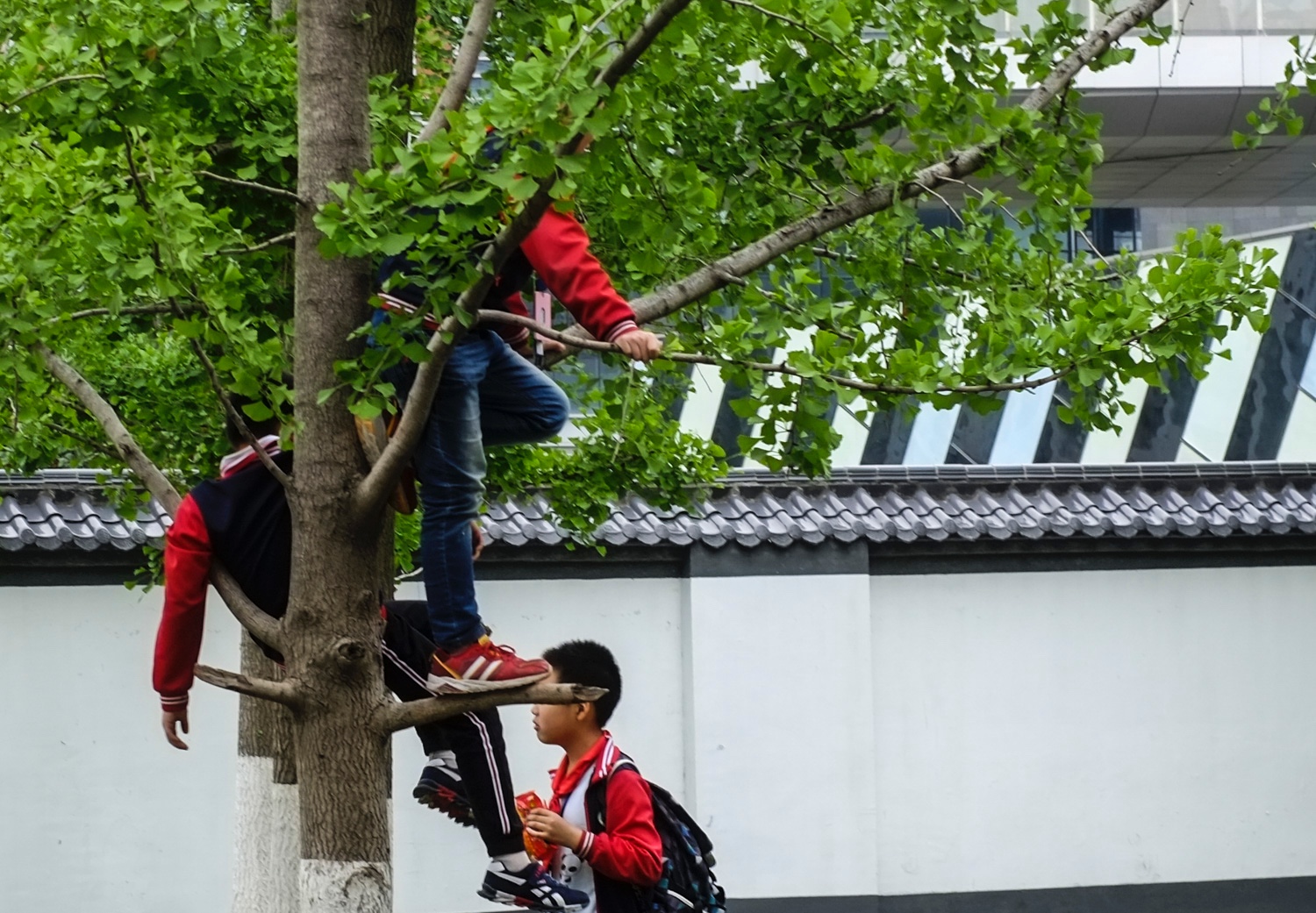 调皮的孩子爬上树还不停的摇动树枝,也不禁让人对他们的安全担忧,这棵