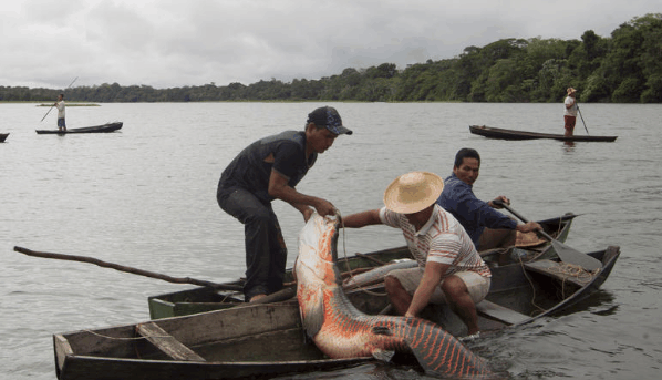 这种"蠢鱼", 随手抄起木棍敲晕它就可以带走了