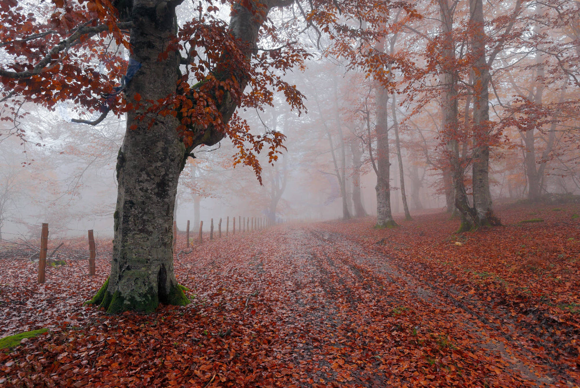 西风吹老丹枫树.