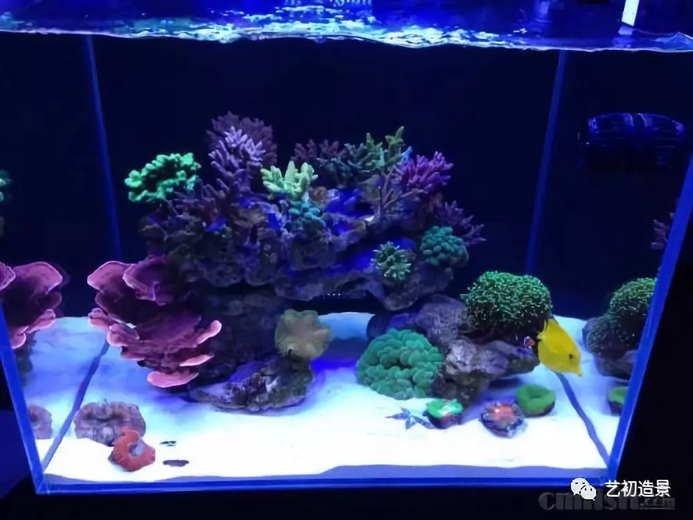海缸基础知识扫盲篇|淡水|海水缸|鱼_新浪新闻