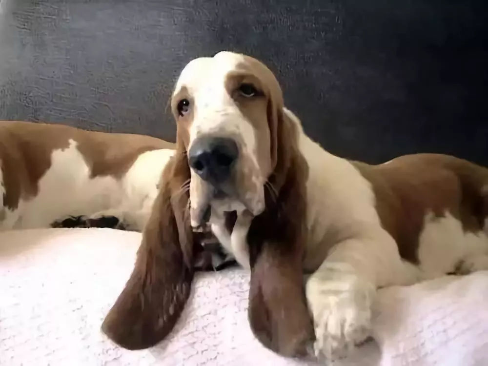 世界上耳朵最大的狗,看上去呆呆的,没想到是追踪高手!