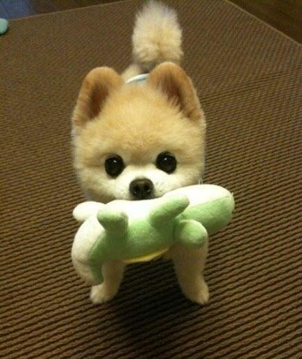 超萌的博美俊介 真的好可爱