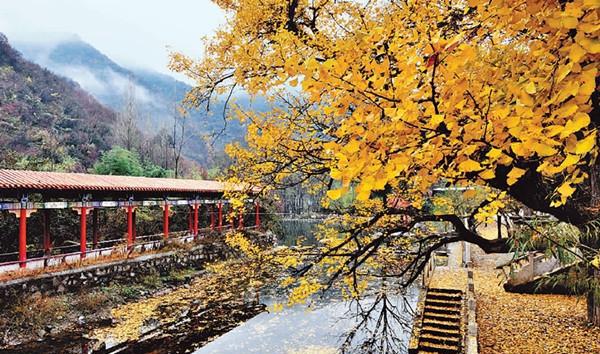 南阳西峡银树沟