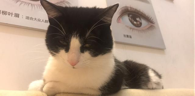 据说奶牛猫性格都高冷,看了这位主子的眼神,我信了