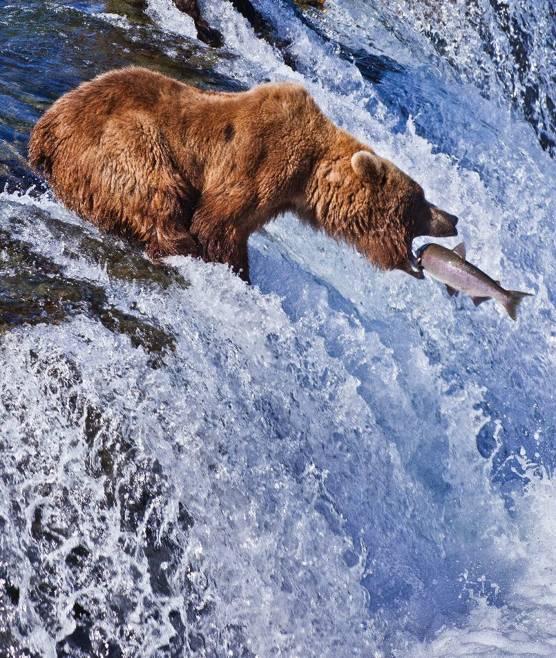 美国摄影师抓拍三只灰熊水中捕鱼的瞬间,搏击沧流,方显英"熊"本色.