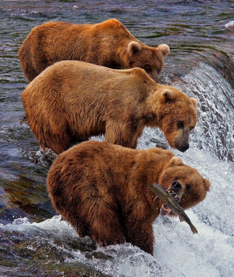 三只灰熊捕食大马哈鱼,终于不用饿肚子