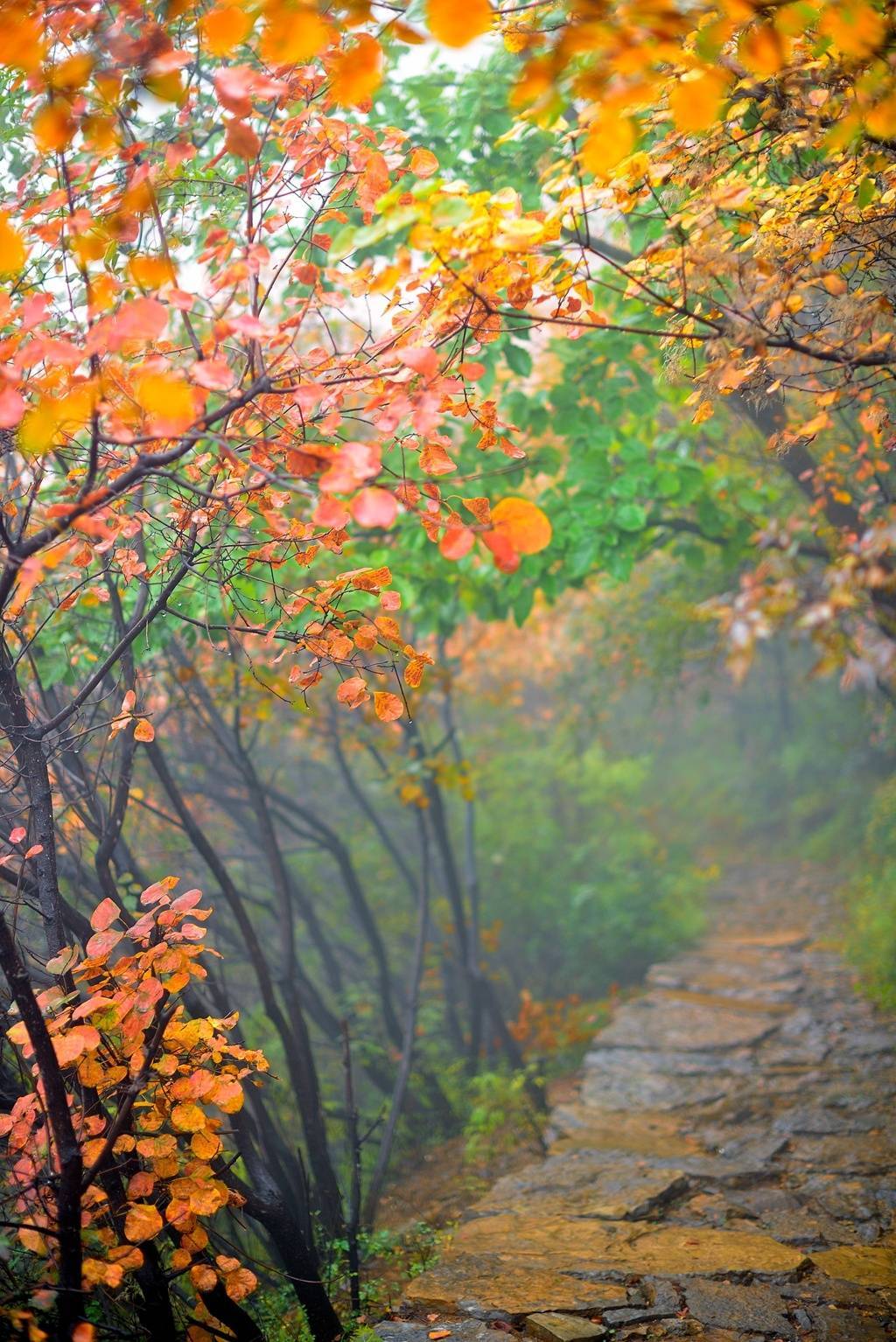 槲叶落山路,枳花明驿墙.
