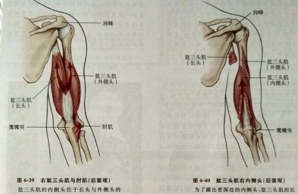 侧展肱三头肌图片