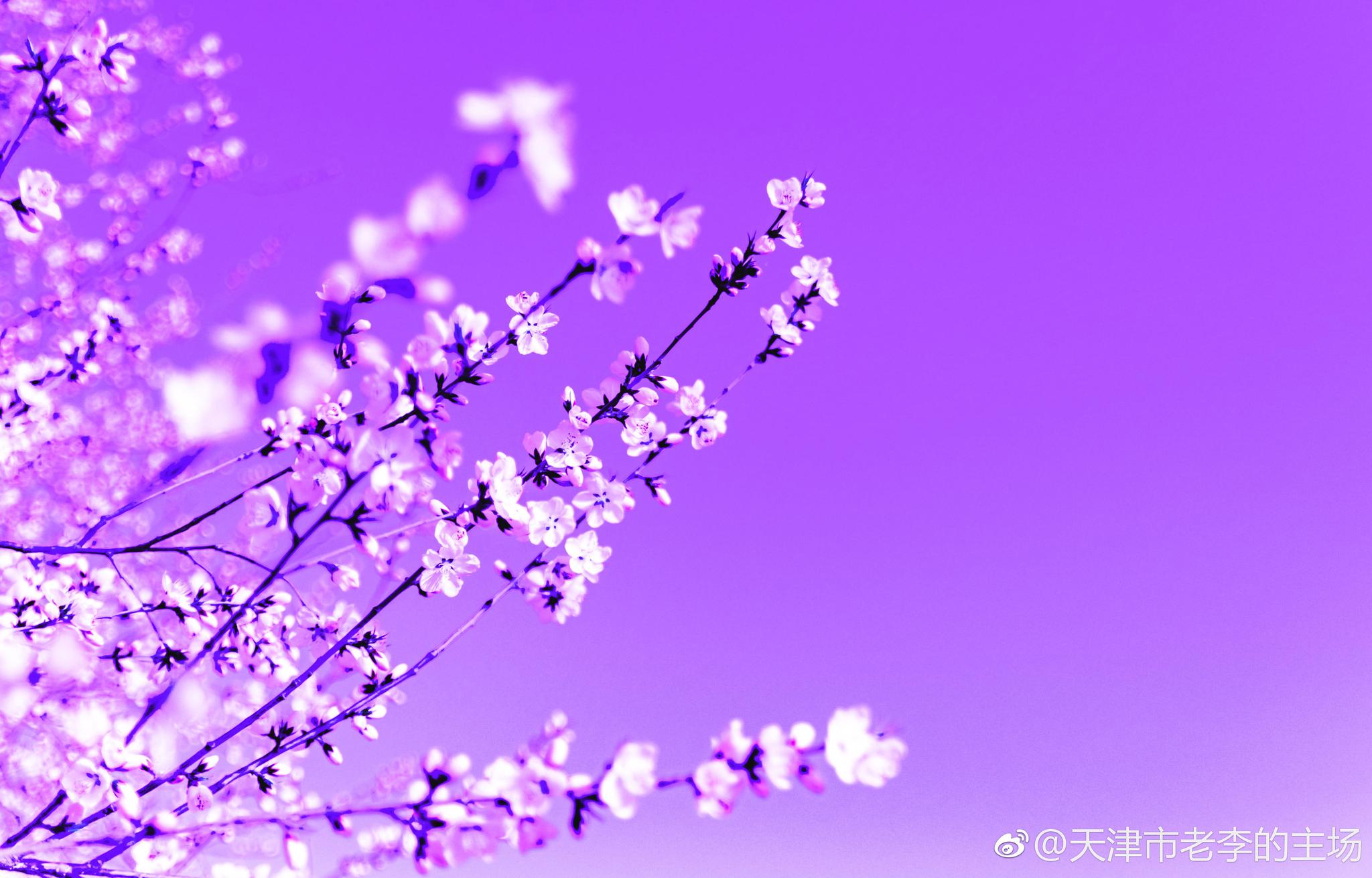 《桃花开春来到》风起时,笑看落花;风停时,淡看天际.懂得放下