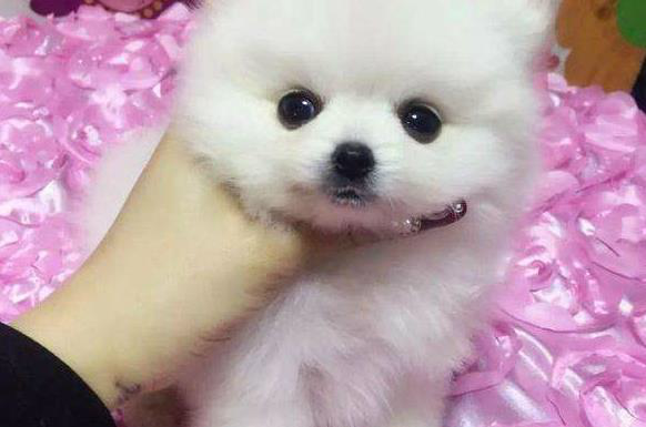 小雪球博美犬的5大缺点,看完之后你还想继续养它吗