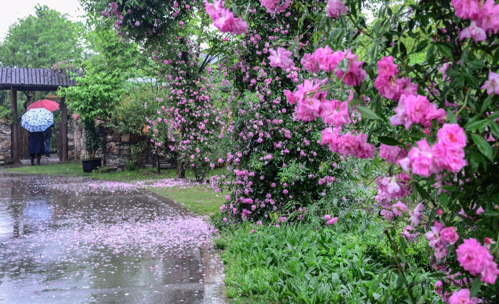 春风春雨飘洒满地春花,如诗如画落红有意如歌.