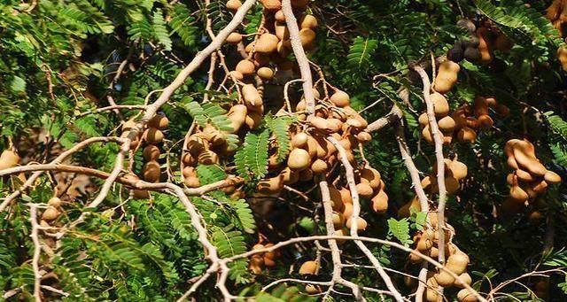 南方这种花生原来长在树上!你吃过吗?