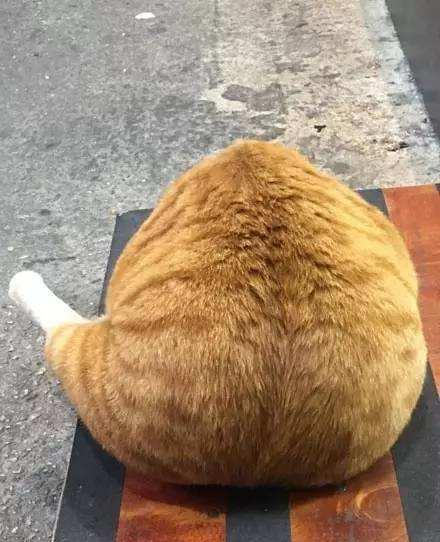 自从养了橘猫,是猪是猫傻傻分不清楚,橘猪一种新品种的猪