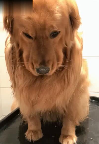 金毛狗狗不爱洗澡,一洗澡就耷拉着脸,网友:完美的鞋拔子脸