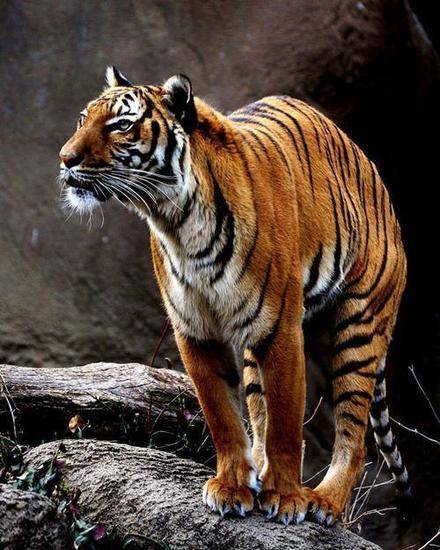 华南虎|孟加拉虎|苏门答腊虎_新浪新闻