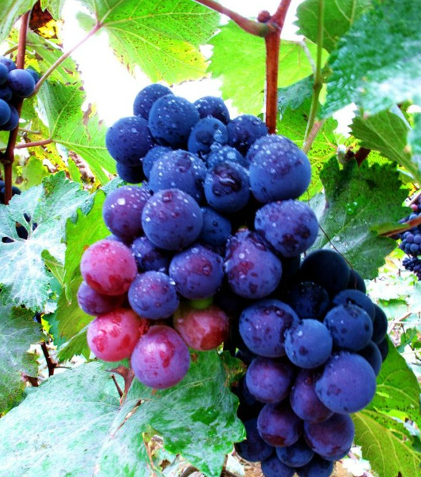 世界上最贵的水果,吃过3种算土豪,我连皮都买不起