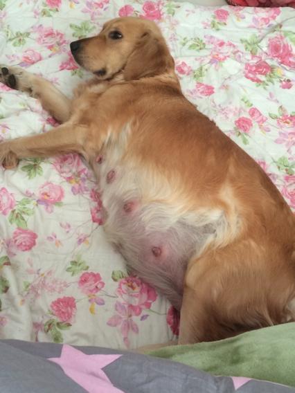 金毛难产送医院剖腹,主人乐得像300斤的孩子