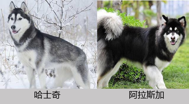 区别(二者均属于不喜吠叫的犬种)阿拉斯加:发出类似"woo woo"的嚎叫