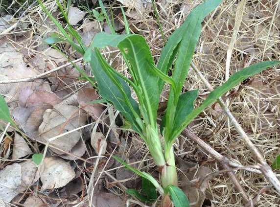 酸不溜的花朵也是紫色的,成熟的酸不溜可以长到一米高,挂着这种紫色