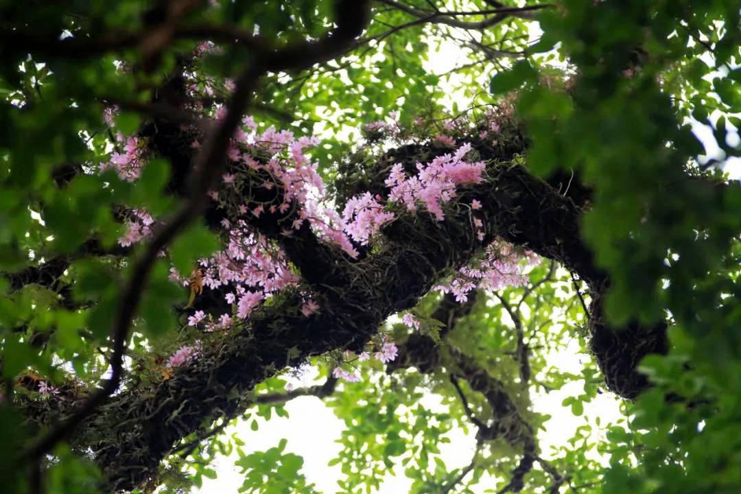 奇观丨乡村遇"夫妻"重阳木树,六百岁生了"儿子",开奇怪的花