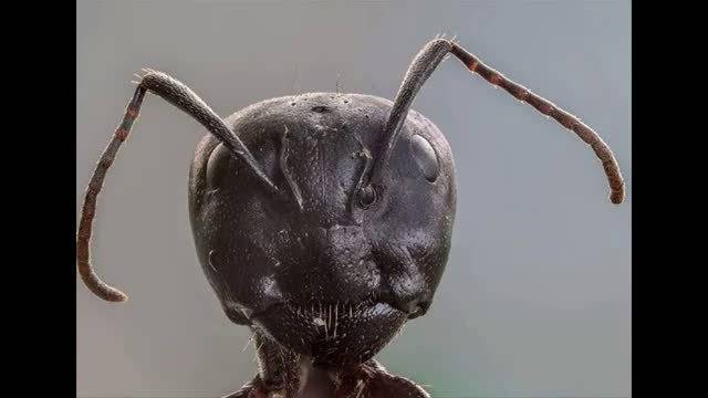显微镜下的世界:蚂蚁的面部科技科普显微镜 67