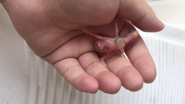 来见识一下虎皮鹦鹉的童年时代