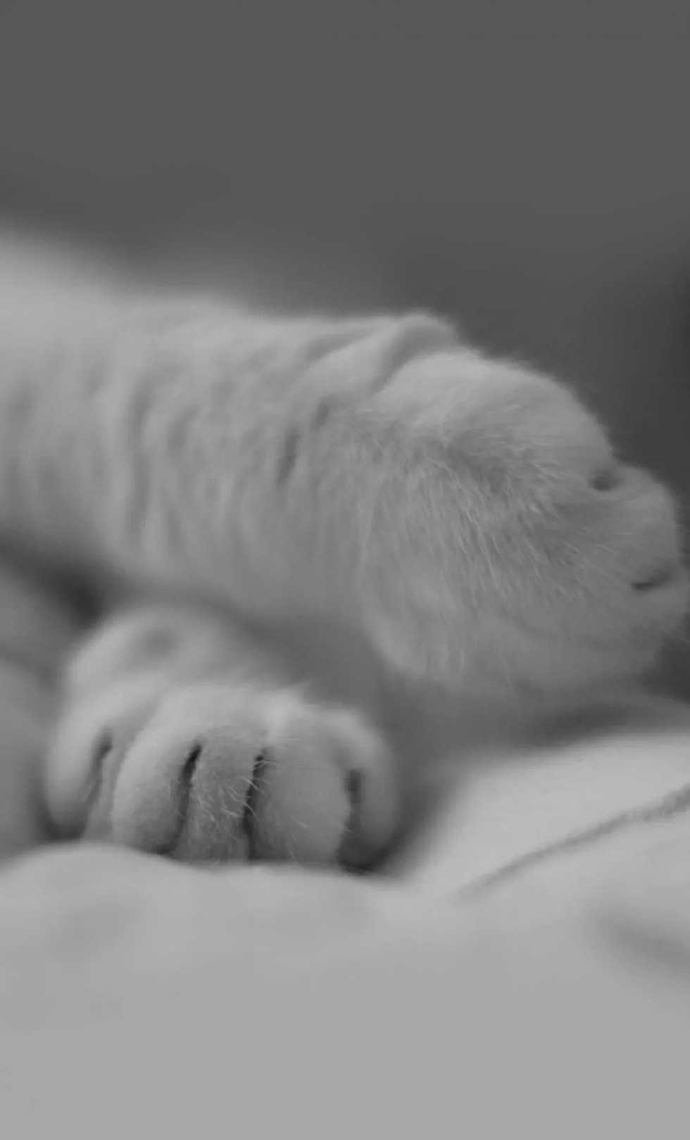 猫奴手机壁纸丨毛茸茸的猫爪子