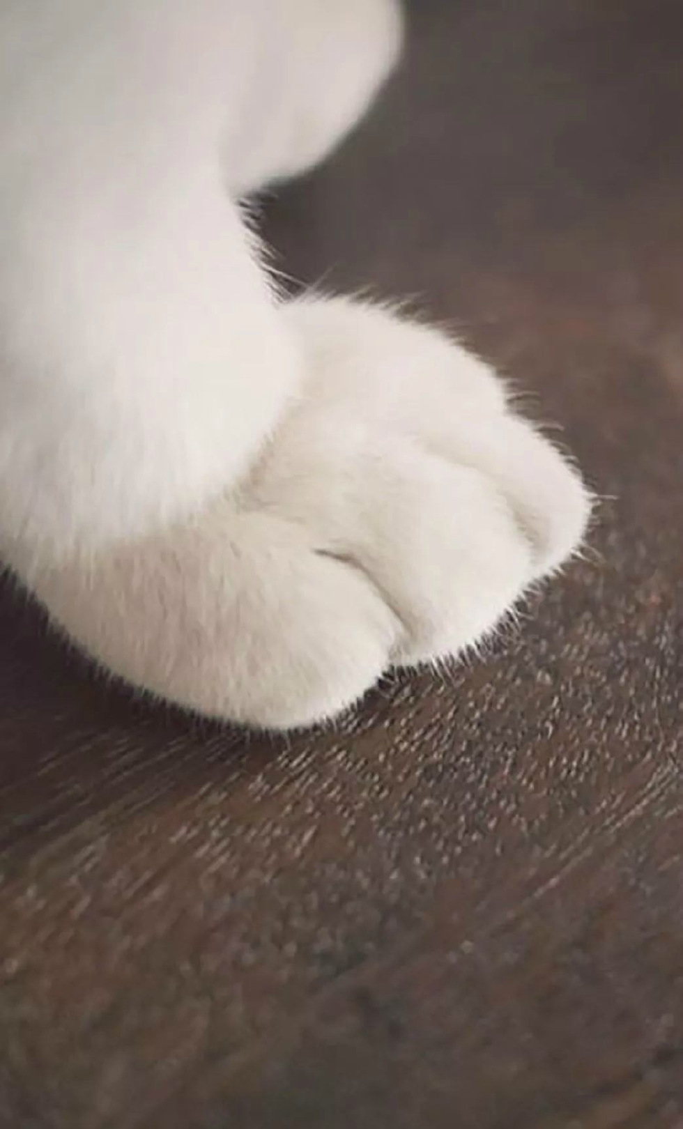 猫奴手机壁纸丨毛茸茸的猫爪子