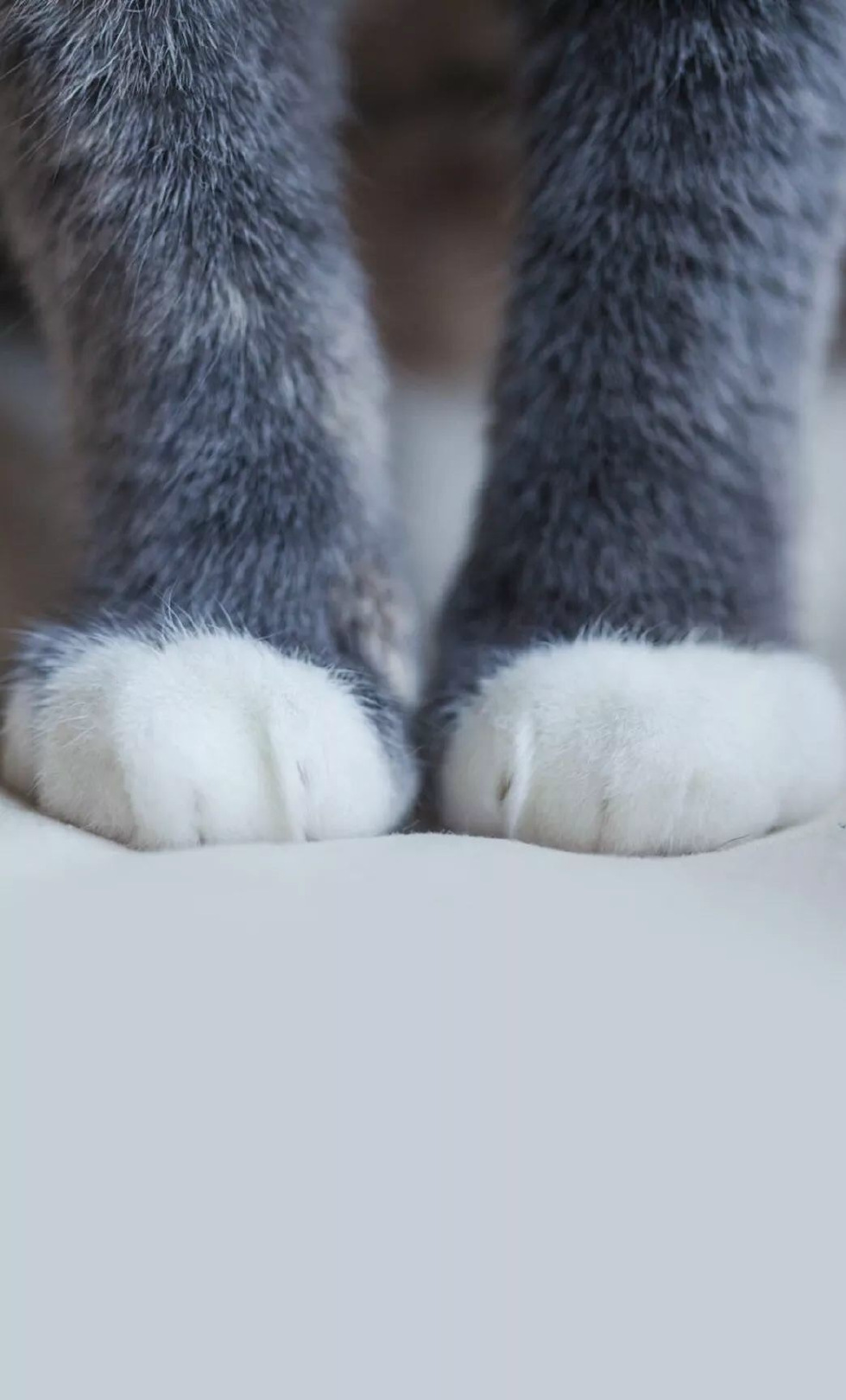 猫奴手机壁纸丨毛茸茸的猫爪子