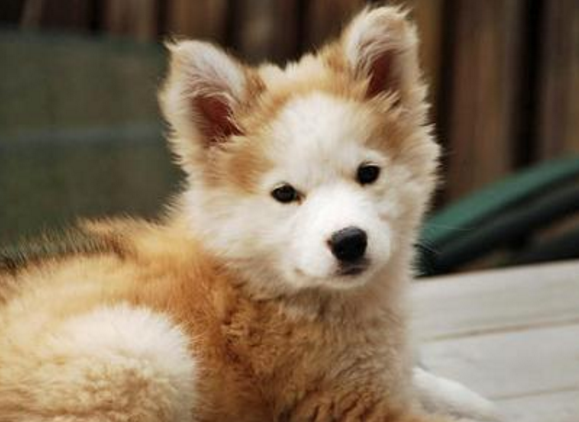 之后金毛怀孕,两个月后还生了一只可爱的金哈士奇,是一个独生子,这