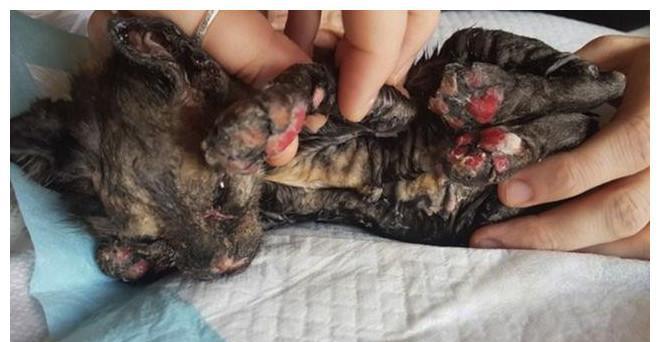 小猫被大火烧的面目全非获救后无数人争着想养她