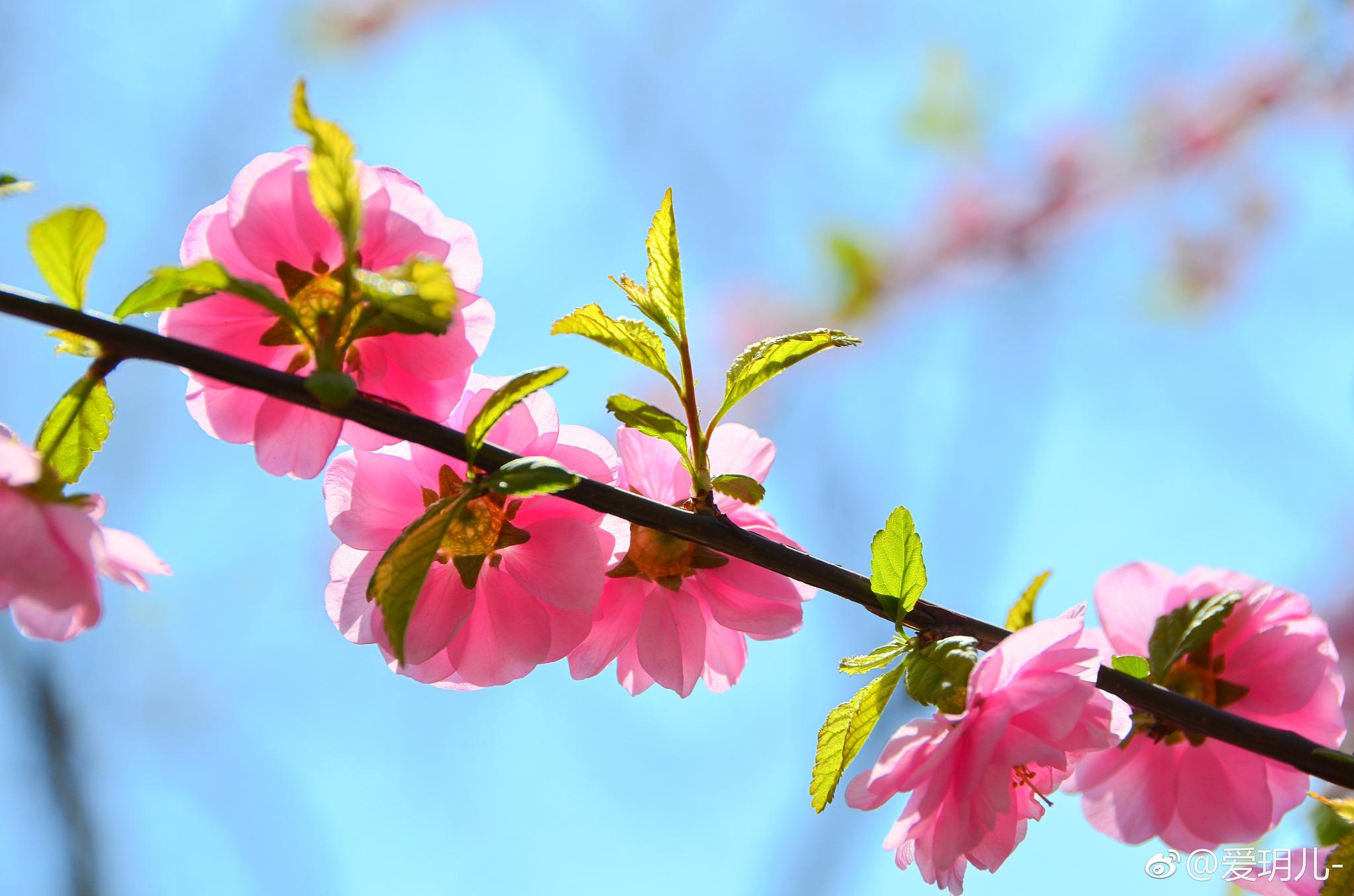 逆光下透明的花瓣儿