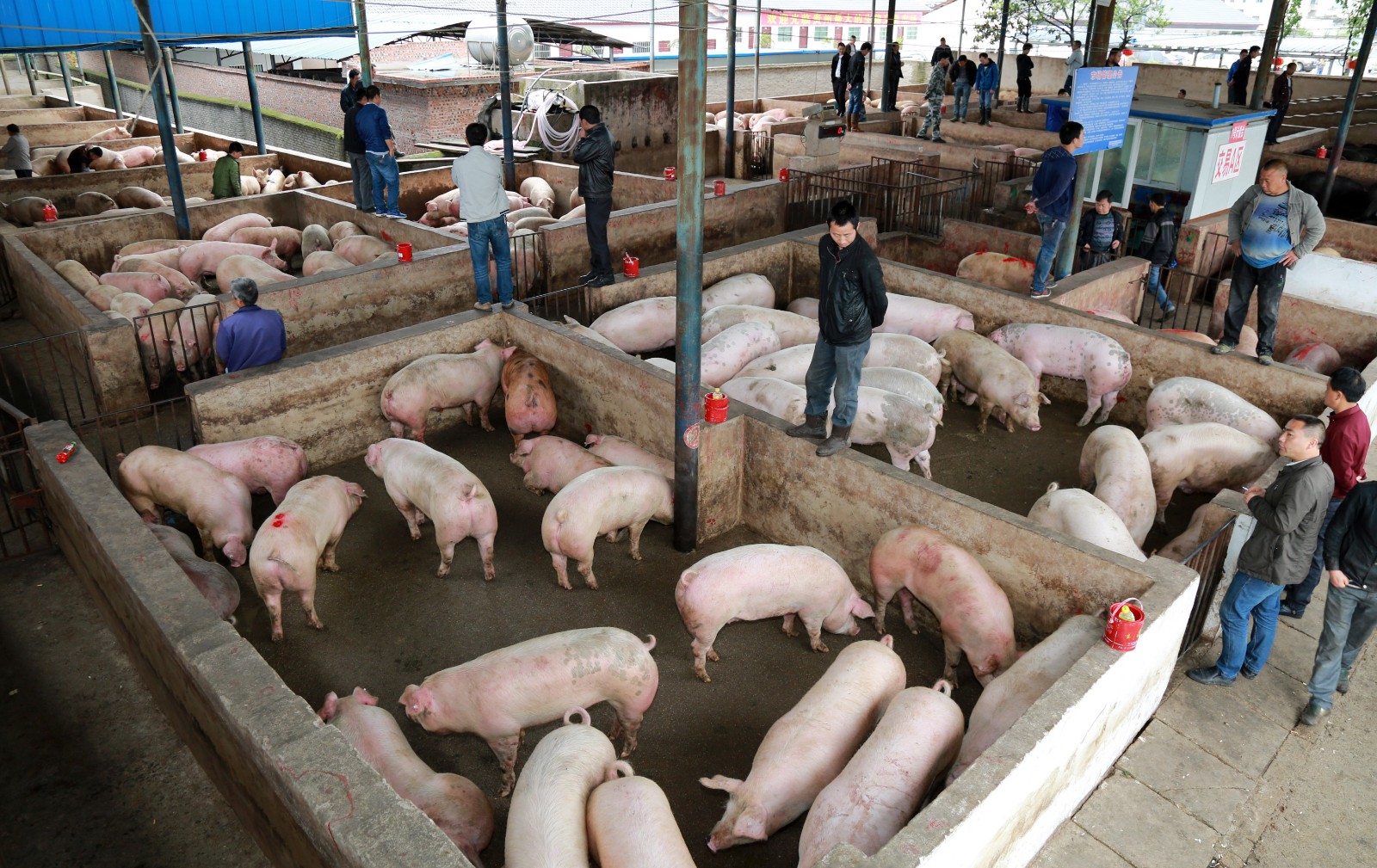 生猪交易市场图片