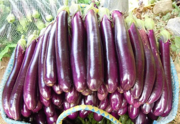 茄子是一种物美价廉的蔬菜,也是餐桌上十分常见的家常蔬菜.