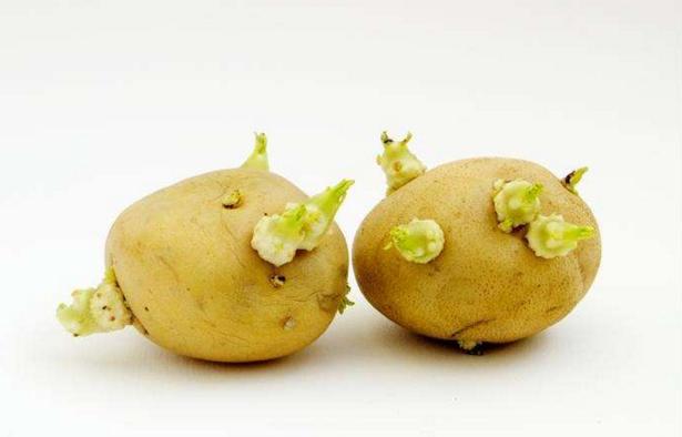 变绿发芽的土豆有毒,这几种也不能吃