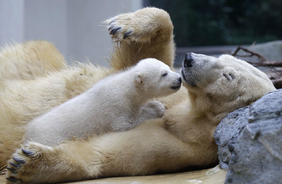 德国动物园里北极熊母子情深母子一起快乐的玩耍画面温馨感人