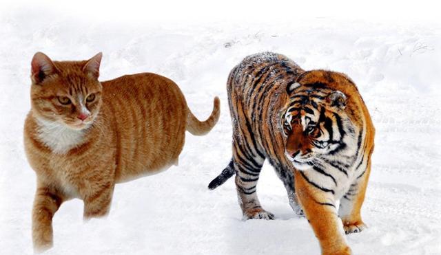 如果猫和老虎一样大,世界将会怎样?