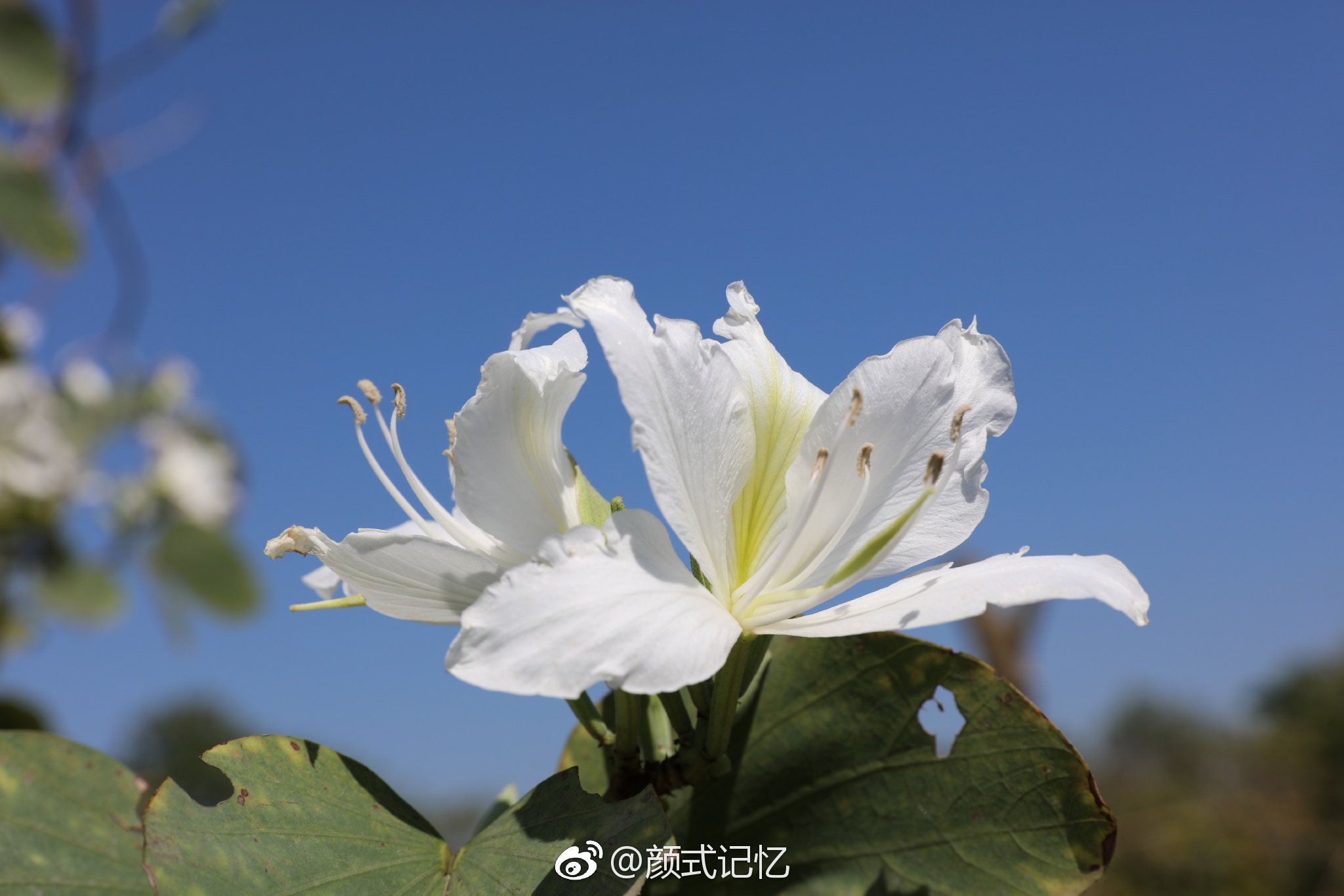 (踏青乡间拍摄)|紫荆花|白洋|踏青_新浪新闻