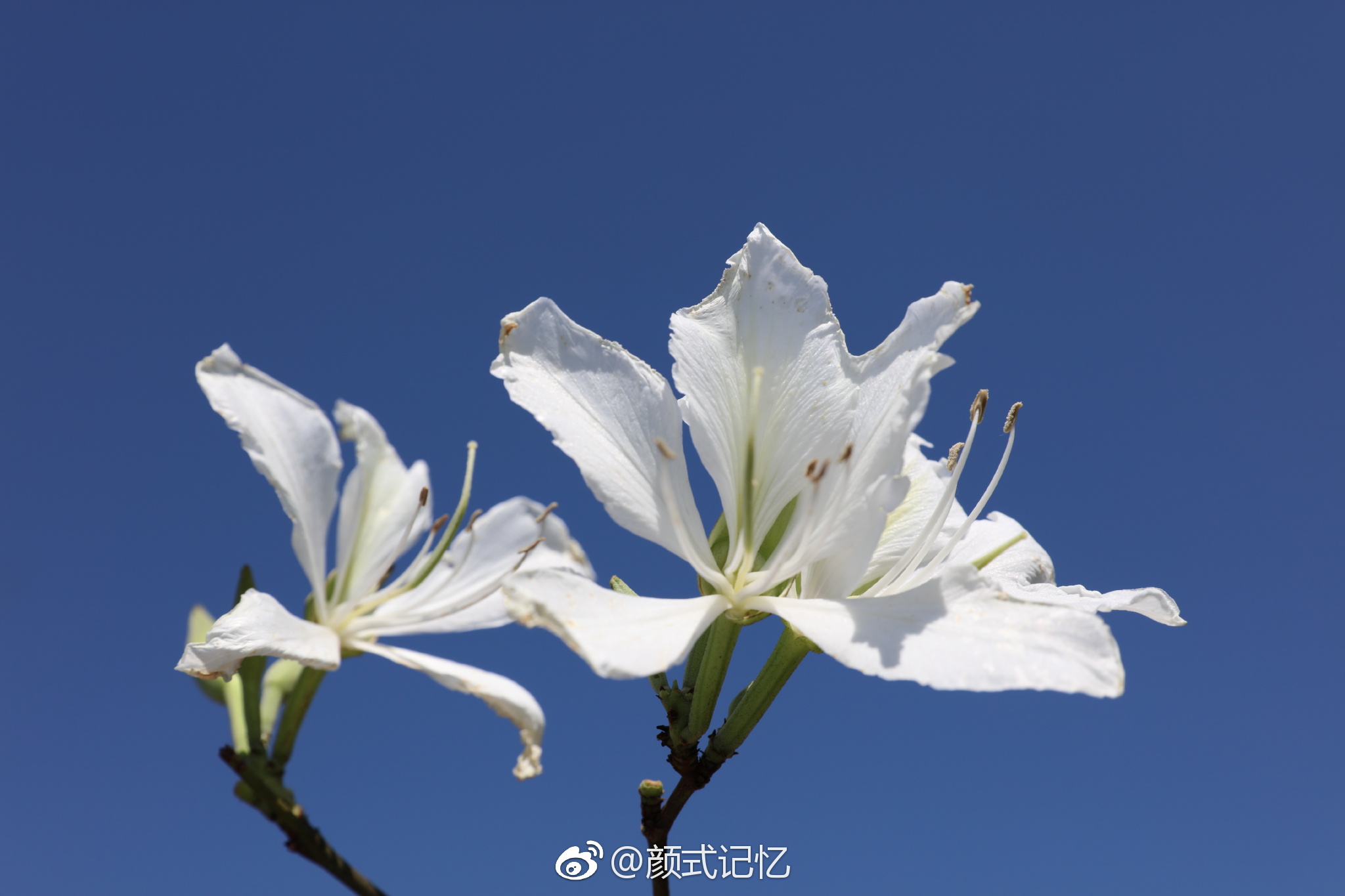 高洁,白洋紫荆花.(踏青乡间拍摄)|紫荆花|白洋|踏青_新浪新闻